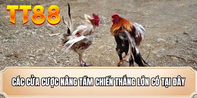 Các cửa cược nâng tầm chiến thắng lớn có tại đây