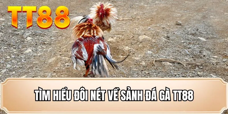 Tìm hiểu đôi nét về sảnh đá gà TT88